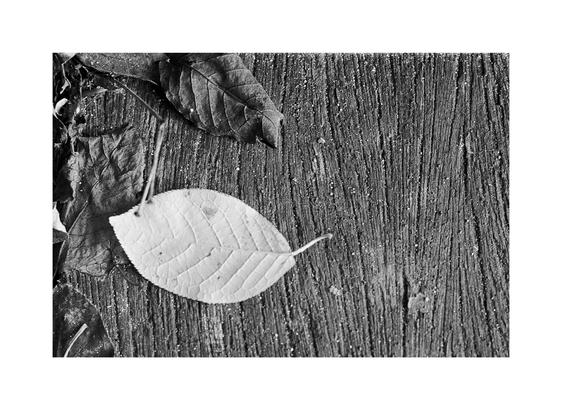 A black-and-white photograph shows a few fallen leaves resting on a rough wooden surface. One light-coloured leaf lies prominently in the foreground, its pale tone standing out against the darker, weathered wood. Around it, a few darker, curled leaves frame the top and left edges. The wood grain runs horizontally, textured with fine lines and specks of grit