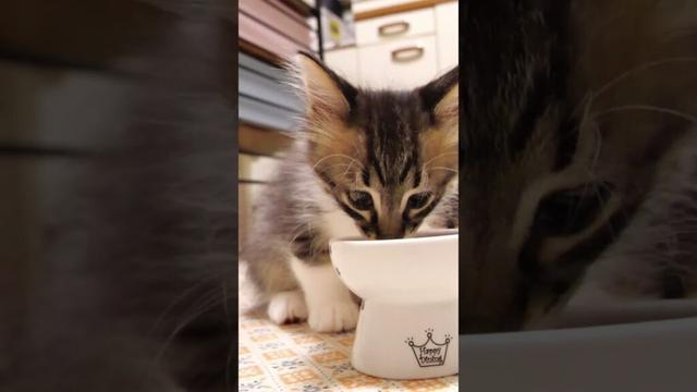 食後はカワイイ毛繕いする子猫【赤ちゃん猫　保護猫】