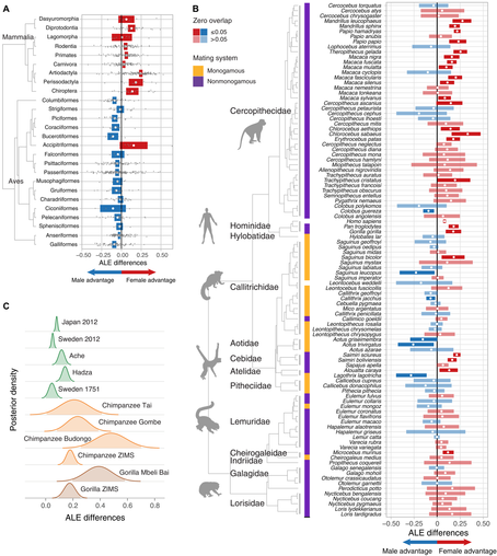 Sex differences in ALE (Adult Life Expectancy) for taxonomic orders and families.
(A) Mean (white dots) order-level ALE differences, where horizontal bars show the 95% confidence intervals calculated from the weighted SEs across nine mammalian and 15 bird orders. Only orders with more than five species (gray points) were included. (B) ALE differences for 100 primate species. Red and blue bars show the 95% credible intervals, while the white dots show the posterior mean ALE difference. Color represents whether the mean ALE difference favored females (red) or males (blue). Opacity indicates the strength of evidence for those differences (zero overlap of â€0.05). The tiles indicate whether the species is monogamous (yellow) or not (purple). Animal shapes were obtained from phylopic.org. (C) Posterior distribution of ALE differences for different populations of humans, chimpanzees, and gorillas, including the chimpanzee populations from the TaĂŻ National Park (CĂŽte dâIvoire), the Gombe National Park (Tanzania), and the Budongo Forest (Uganda) and the gorilla population from Mbeli Bai (Republic of Congo). The shaded areas under the curves show the 95% credible intervals.