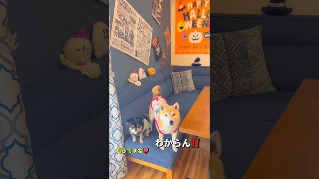 ハロウィンの準備🎃#柴犬 #チワワ #shorts