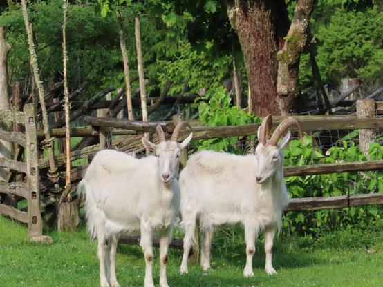 En Estonie, une maison dans la forêt. Devant une barrière en bois, dans le jardin, deux chèvres blanches avec de belles cornes nous regardent. Je viens de les gronder parce qu'elles mangeaient les lilas et elles ont l'air de me faire des reproches.
In Estonia, a house in the forest. In front of a wooden fence in the garden, two white goats with beautiful horns are looking at us. I just scolded them for eating the lilacs, and they seem to be giving me dirty looks.