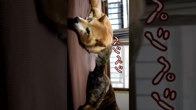 甲斐犬ハルヱが無事に犬生を全うしたら天国で待つ柴犬エミーをぺしぺしすることでしょう #犬のいる生活
