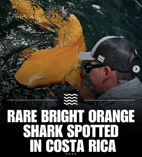 Sharks are becoming Ducks fans after the last game.