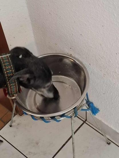 A galgo espanol with a black and white coat is licking an empty shiny stainless steel bowl placed on a stand. The surrounding area has light-colored tiles.