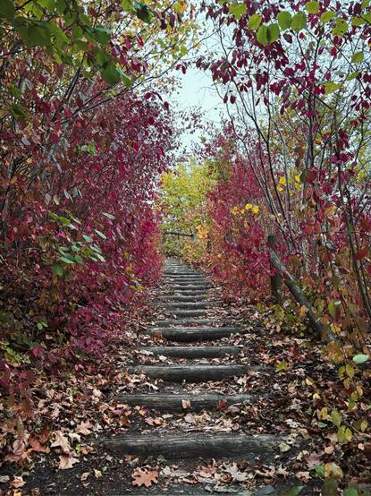 Wooden stairs covered in fallen leaves, surrounded by vibrant red and yellow autumn foliage under a pale sky.