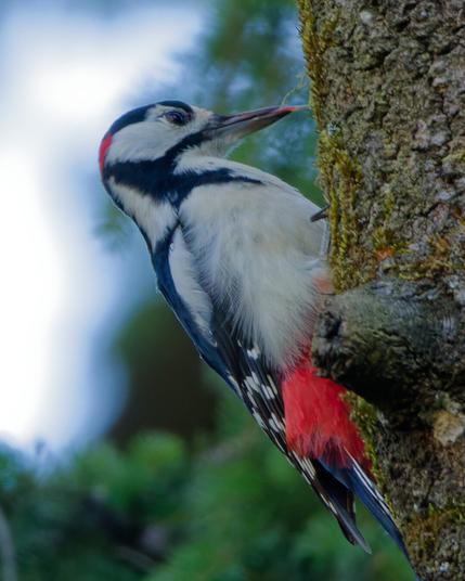 A great spotted woodpecker on a tree trunk, its tongue sticking out