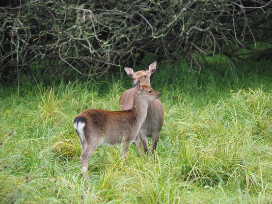 Dans un parc à côté de Killarney, en Irlande, deux jeunes biches en liberté dans de hautes herbes, à la lisière d'un petit bois.
