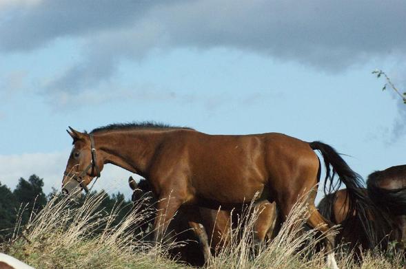 Widziana z boku gniada klacz idąca po szczycie wału. Za nią inne konie, zjadające resztki trawy. Niebo utkane pojedynczymi chmurami.