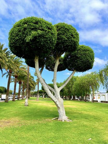 I don't know why, but every time I see one of these trees in the city getting trimmed with these extreme haircuts, I always wonder whether they like their new look or whether they, too, feel it's insufferable to the point of uttering "Oh, gosh, never mind, it will grow again in a few weeks and we will go back to ... normal" 😳🤯

Anyway, here's a snap shot of a tree recently trimmed down with some funny rounded shapes, with a bunch of palm trees on the left side and some other trees on the right, while the grass is showing green and exuberant. 

Of all places, at Parque de la Paz (Peace Park) in Campo Internacional, near Playa del Inglés. 

Anyone else getting Tim Burton's vibes here? 😍👍🏻