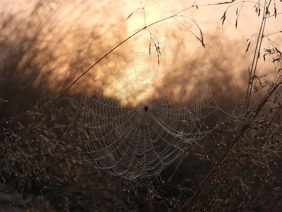 Dewdrops glittering in a spiderweb at sunrise