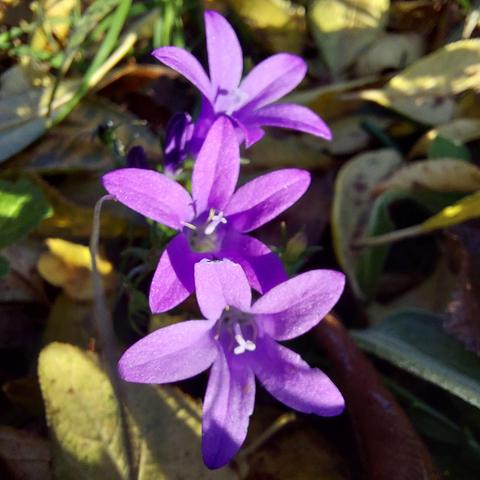 3 petites fleurs violettes à 5 pétales sur un lit de feuilles mortes
Lumière du soir