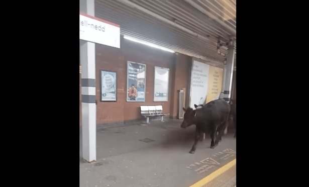 A small herd of cows runs along the platform at Neath station, filmed through a train window by a passenger on board.