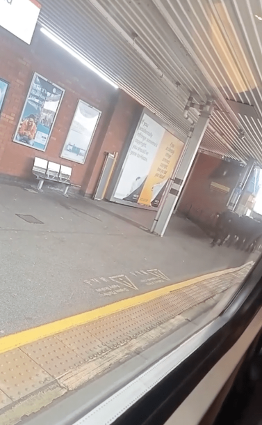 A small herd of cows enters Neath station platform, captured just as they step onto the concourse from the trackside.