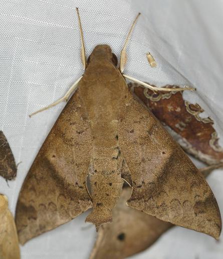 Photo of Pachylioides resumens (Lesser Ficus Sphinx) by carrieseltzer. Attribution: (c) Carrie Seltzer, some rights reserved (CC BY).