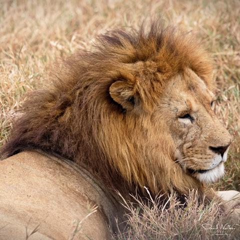 Lion in the Ngorongoro Crater