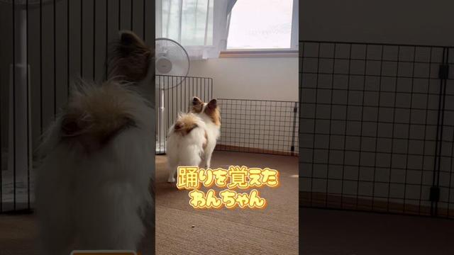 ダンスを覚えたわんちゃん#いぬのいるくらし#かわいいパピヨン#かわいい#リーナ# papillon#踊り出す犬