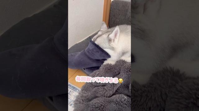 母の足の匂いを堪能するハスキー #シベリアンハスキー #ハスキー #ハスキー犬