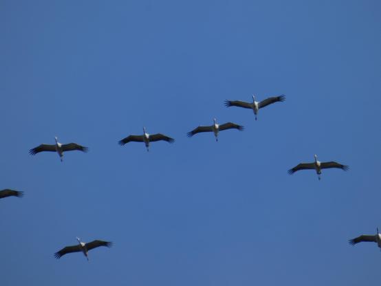 Mehrere Kraniche fliegen vor blauem Himmel. Man kann ihre Flügel gut erkennen, mit den Schwungfedern (?) außen.