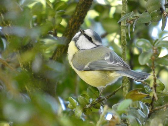 Eine Blaumeise sitzt im Geäst eines Baumen. man erkennt ringsrum viel Blätter, vorne unscharf. Die Blaumeise dreht ihren Kopf nach oben- Man erkennt ihren lütten Schnabel, der aussieht wie eine Bleistiftmine. Sie hat eine blaue Kappe auf. Der Bauch ist gelbfedderig. Das Gesicht ist wie von einer coolen schwarzen Zorromaske um die Augen betüddelt.