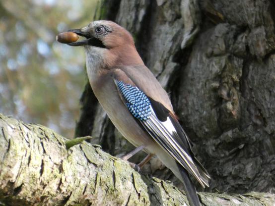 Ein Eichelhäher sitzt auf einem Ast. Im Hintergrund ein Baumstamm. Der Häher hat eine Eichel im Schnabel. Man sieht ihn fast Ganzkörper im Profil. Der Häher hat baun-weißes Gefieder. Am Bauch hell, im Nacken bräunlich. Sieht aus wie Milchreis mit Zimt und Zucker. Auf dem Flügel hat er außen oben innen eine blau-schwarze Musterung und sonst sind die Flügels weiß-schwarz.