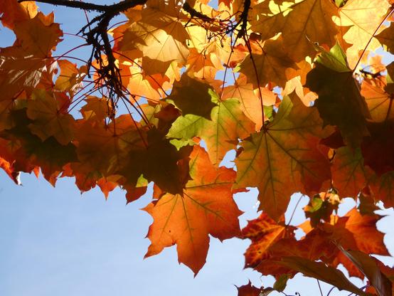 Die Sonne leuchtet golden durch buntes – meist rotes – Laub eines Ahorns. Ein bisschen gelb und grün ist auch dabei. Der Himmel ist graublau und wolkenlos. Oben im Bild sind einige Astteile zu erkennen.