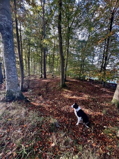 A collie sits in the woods to the side of the Mintos, trees turning brown and gold around him
