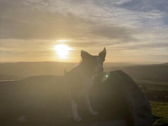The Collie sits by the trig point - a frequent view in good weather
