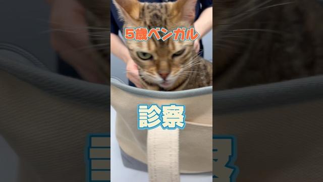 3階から落下した5歳のベンガルが動物病院にやって来た！