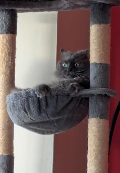 Cassie, the fluffy grey cat, lying in a round cat basket in the middle of a tall cat tree.  She has a surprised look on her face with big eyes.