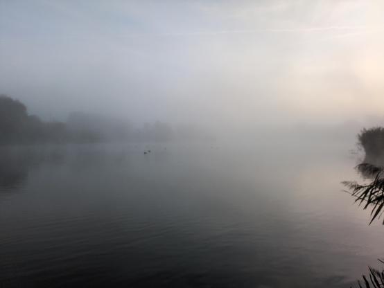 Staw we mgle. Ciemnoniebieska woda lekko faluje. Po lewej stronie, na przeciwległym brzegu widać ciemniejsze kontury drzew. Pośrodku stawu widać trzy kaczki. Po prawej stronie wszystko jeszcze bardziej przesłania srebrzysta mgła. Na krawędzi fotografii widać źdźbła traw, a kawałek dalej rozmyty pęk trawy.