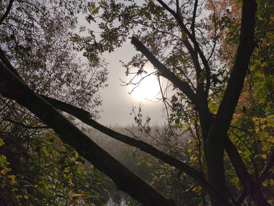 Słońce widoczne przez mgłę i zarośnięty brzeg jeziora. Pośrodku zdjęcia rozmyta, żółta kula, otoczona szarym niebem. Na tym tle przebiegające w różnych kierunkach, grube gałęzie drzewa, z których odchodzą poprzecznie cienkie gałązki z drobnymi, zielonożółtymi liśćmi. Na dole przebija się odrobina wody, dalej jezioro całkiem porastają wysokie trawy, szarozielone we mgle.