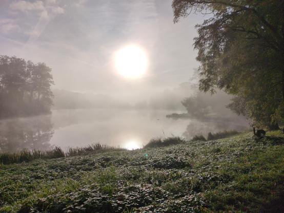 Słońce widoczne przez mgłę nad stawem. Wygląda jak wielka, rozmyta, żółta kula pośrodku srebrno-niebieskiego nieba. Poniżej srebrzysta, nieruchoma tafla wody, nad którą unosi się mgła. Po lewej stronie lekko przesłonięte mgłą drzewa po przeciwnej stronie, odbijające się wyraźnie w tafli jeziora. W oddali ledwie widać dalszy ciąg lasu. Po prawej stronie gęste zielonożółte listowie pobliskiego drzewa. Na dole zielona trawa i roślinność, błyszcąca w słońcu.