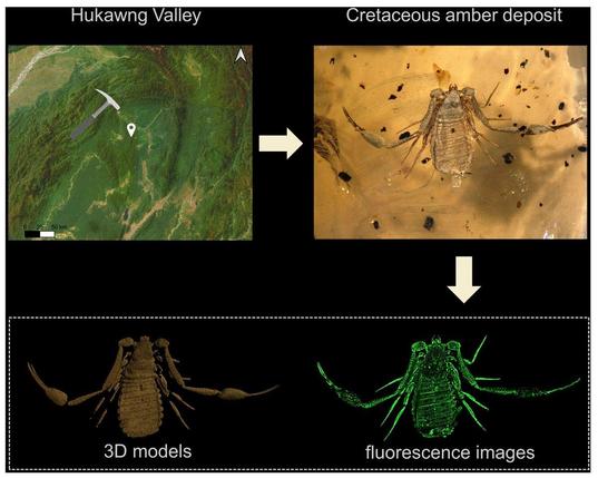 Panel of images representing the geographical location of the fossil specimens, plus a morphological image, 3D model, and fluorescence image of a well-preserved male specimen (Echinochelifer curvatus gen. et sp. nov.) from mid-Cretaceous Kachin amber, specifically from amber mines near Noije Bum, Hukawng Valley, Kachin State, northern Myanmar (26°20′N, 96°36′E). The new taxon is distinguished by unique features such as elongate tubercle-bearing pedipalps and specific trichobothrial traits.
