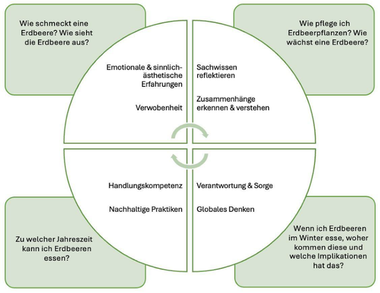 Grafik, in der BNE anhand des Themas Erdbeeren veranschaulicht wird
Bildrechte: Niklas Berg, Sophie Poreschack, Saskia Schmidt