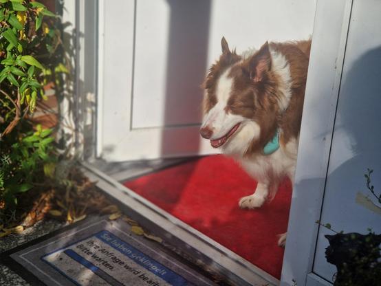 Hund an der offenen Tür