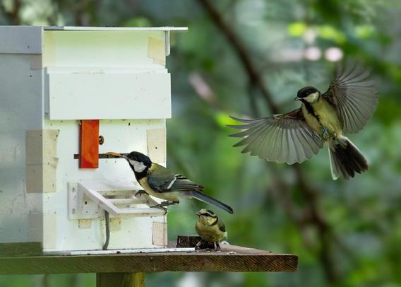 A juvenile great tit solves a foraging puzzle by pushing a sliding door to the left while being observed by two other juvenile birds. Image credit: Sonja Wild.