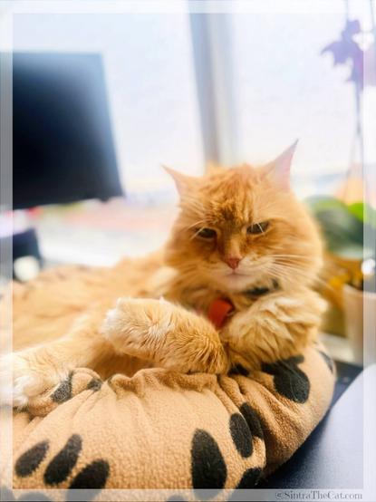 A ginger cat named Sintra the Cat is not ready to superpawse his momma 😽