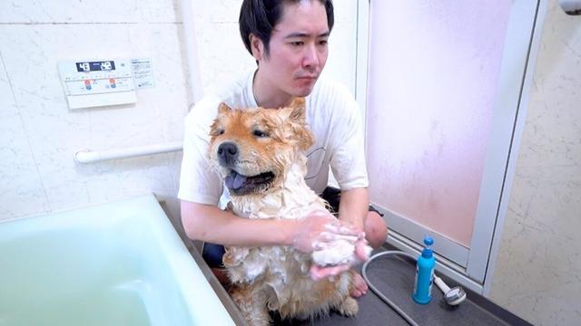チャウチャウ犬を洗う