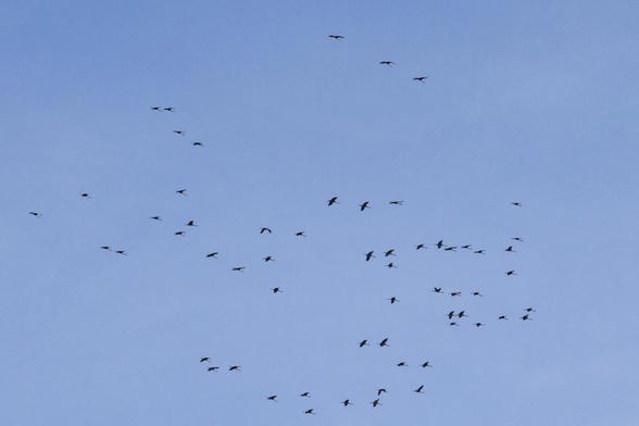 Blick von unten auf einen Schwarm Kraniche vor blauem Himmel, nicht in der üblichen V-Formation, scheint sich gerade zusammenzufinden.