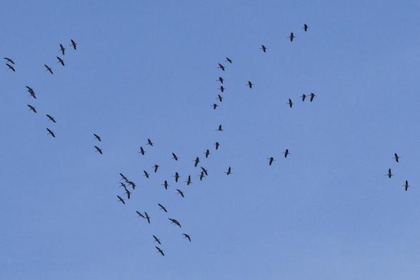 Blick von unten auf einen Schwarm Kraniche vor blauem Himmel, nicht in der üblichen V-Formation, scheint sich gerade zusammenzufinden.