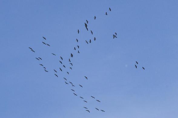 Blick von unten auf einen Schwarm Kraniche vor blauem Himmel, nicht in der üblichen V-Formation, scheint sich gerade zusammenzufinden.
