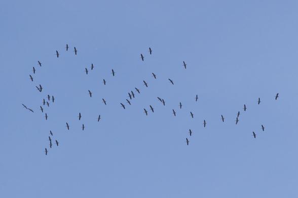 Blick von unten auf einen Schwarm Kraniche vor blauem Himmel, nicht in der üblichen V-Formation, scheint sich gerade zusammenzufinden.