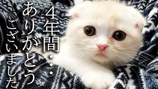 ハスキー犬に育てられた子猫は4年後こうなりました...