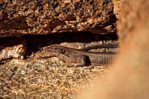 Lizard between the rocks