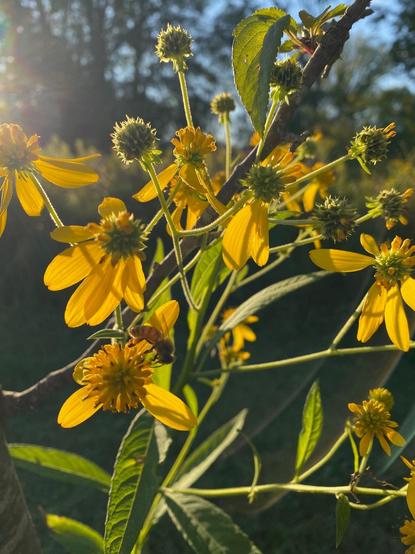 Color image of fall flowers blooming for hungry honeybees to harvest for the coming winter. Golden yellow wingstem blossoms attract a hungry honeybee in the image, with the bee on one of the lowers, against a field of flowering plants and a bright blue sky.