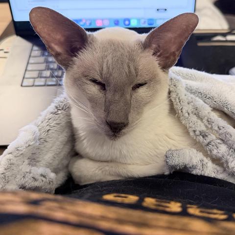 Nightshade, the lilac-point Siamese cat, is  wrapped in a soft, light gray blanket. He is tucked up on my lap in front of an open MacBook, appearing relaxed and snuggly with his eyes half-closed. His gloriously large ears are upright, and pink and grey. The background includes a keyboard and part of a screen, ensuring he is effectively blocking me from my laptop as he «keeps me company».
