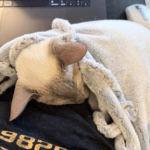 Nightshade, the lilac-point Siamese cat, snuggled under a soft, light gray blanket, with his head tucked, and pinkish ears poking out. He’s sleeping on my lap, and you can see part of a black T-shirt (covered in cat hair) with distressed yellow numbers. In the background, there is a laptop keyboard and a computer mouse. The scene looks so cozy and peaceful, suggesting he is sleeping comfortably while I am trying to work. My arms are simply too short.