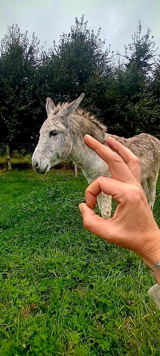 Cadeau les oreilles légèrement vers l'arrière, mais en vrai il est trop content (Il a le regard de l'ado blasé et il sourit en même temps. Le truc jamais énervant du tout). Je lui fais un 👌.