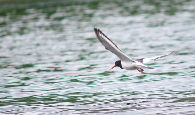 An oyster catcher flying low above the water of a lake