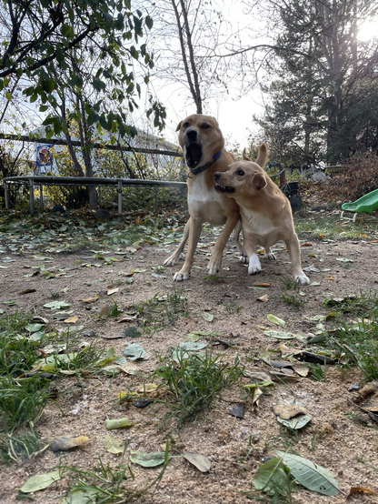 Two tan and white dogs and pressed against one another, making silly faces. While their colouring is a match, one is tall, and the other has coffee-table legs.